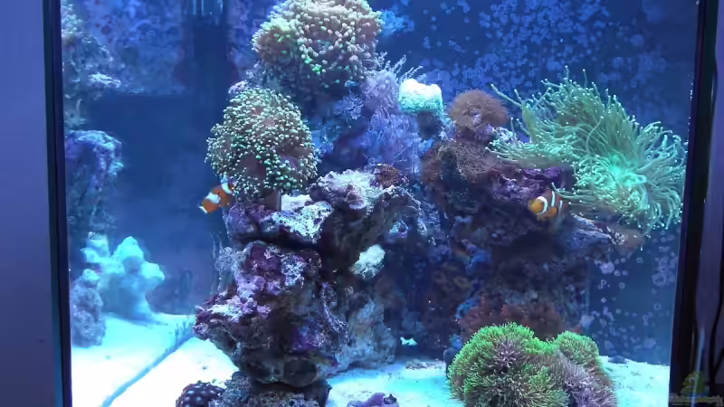 Aquarium Hauptansicht von Becken 7190 Aquarium Hauptansicht von Becken 7190