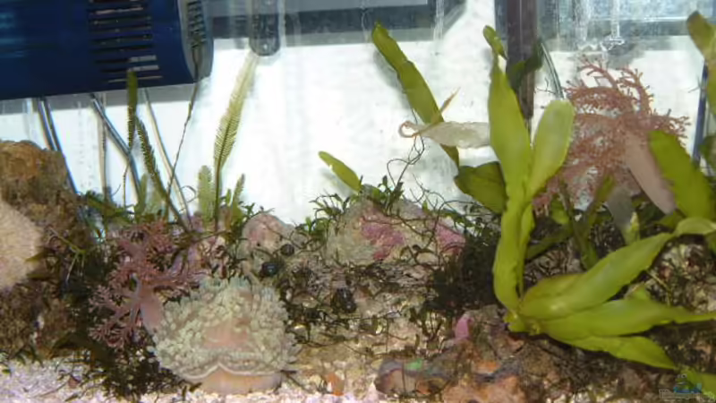 Aquarium Hauptansicht von Becken 7241 Aquarium Hauptansicht von Becken 7241