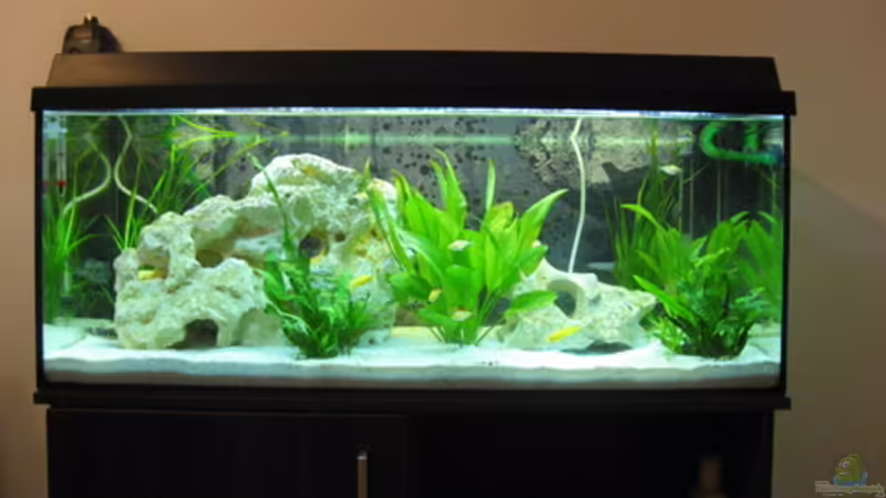 Aquarium Hauptansicht von Becken 7277 Aquarium Hauptansicht von Becken 7277