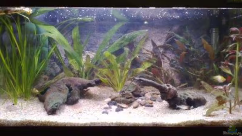 Aquarium Hauptansicht von Becken 7281 Aquarium Hauptansicht von Becken 7281