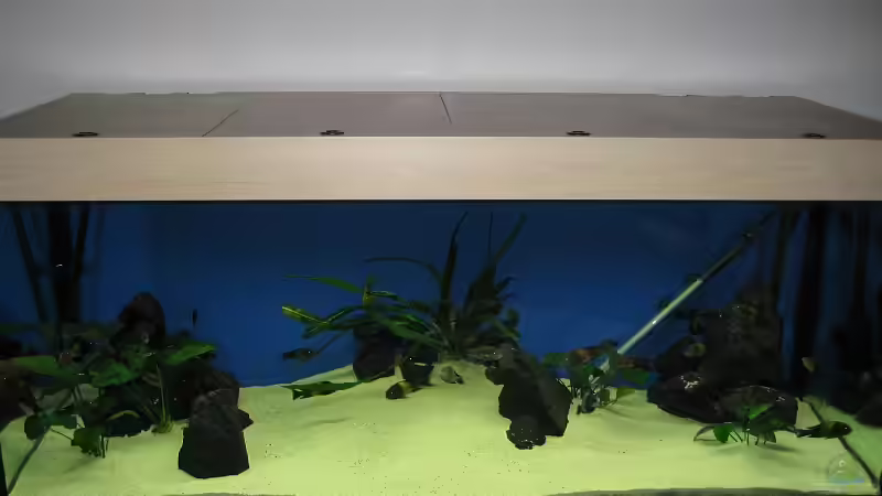 Aquarium Hauptansicht von Becken 7284 Aquarium Hauptansicht von Becken 7284