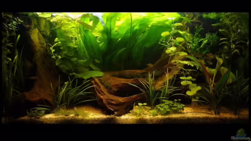 Aquarium Hauptansicht von Becken 7288 Aquarium Hauptansicht von Becken 7288