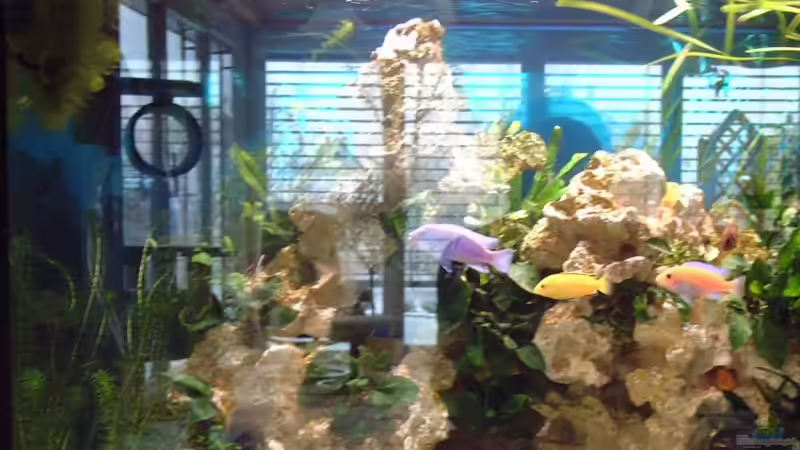 Aquarium Hauptansicht von Becken 7317 Aquarium Hauptansicht von Becken 7317