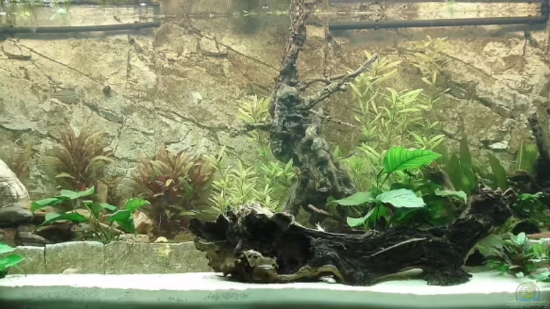 Aquarium Hauptansicht von Becken 7350 Aquarium Hauptansicht von Becken 7350