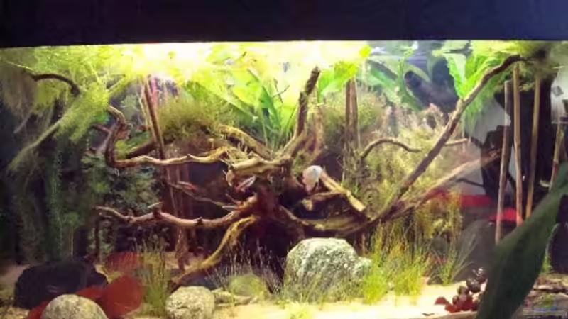 Aquarium Hauptansicht von Becken 7394 Aquarium Hauptansicht von Becken 7394