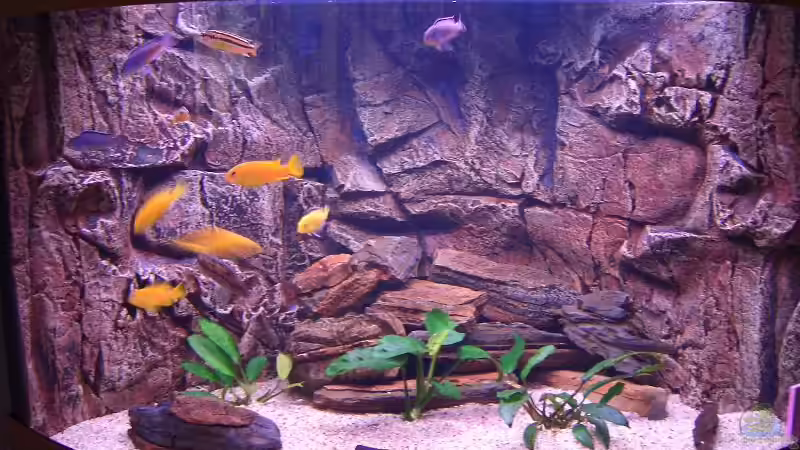 Aquarium Hauptansicht von Becken 7438 Aquarium Hauptansicht von Becken 7438