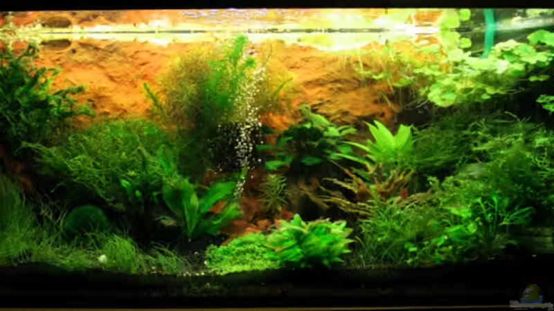 Aquarium Hauptansicht von Becken 7442 Aquarium Hauptansicht von Becken 7442