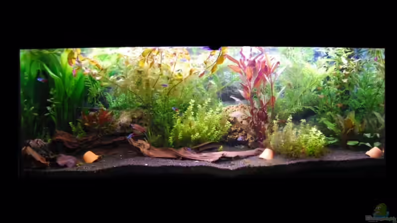 Aquarium Hauptansicht von Becken 7453 Aquarium Hauptansicht von Becken 7453