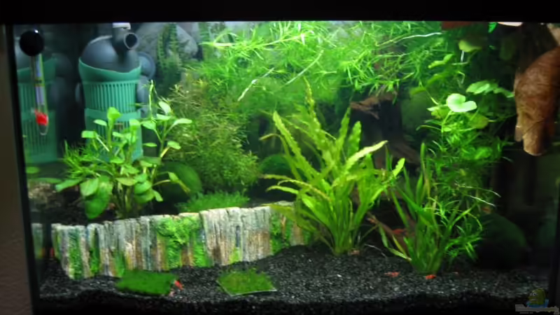 Aquarium Hauptansicht von Becken 7461 Aquarium Hauptansicht von Becken 7461