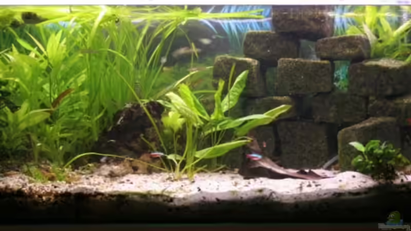 Aquarium Hauptansicht von Becken 7466 Aquarium Hauptansicht von Becken 7466