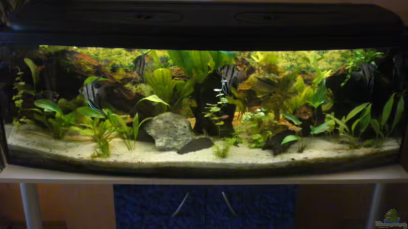 Aquarium Hauptansicht von Becken 7498 Aquarium Hauptansicht von Becken 7498