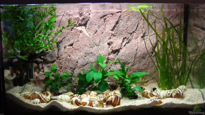 Aquarium Hauptansicht von Becken 7503 Aquarium Hauptansicht von Becken 7503