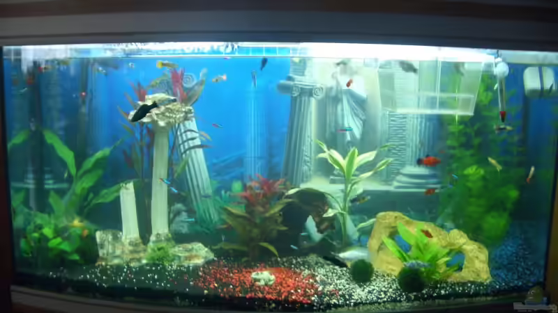 Aquarium Hauptansicht von Becken 7511 Aquarium Hauptansicht von Becken 7511