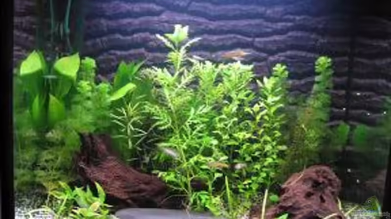 Aquarium Hauptansicht von Becken 7525 Aquarium Hauptansicht von Becken 7525