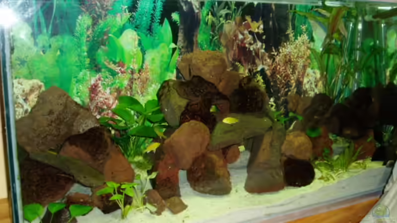 Aquarium Hauptansicht von Becken 7528 Aquarium Hauptansicht von Becken 7528