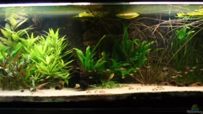 Aquarium Hauptansicht von Becken 7550 Aquarium Hauptansicht von Becken 7550