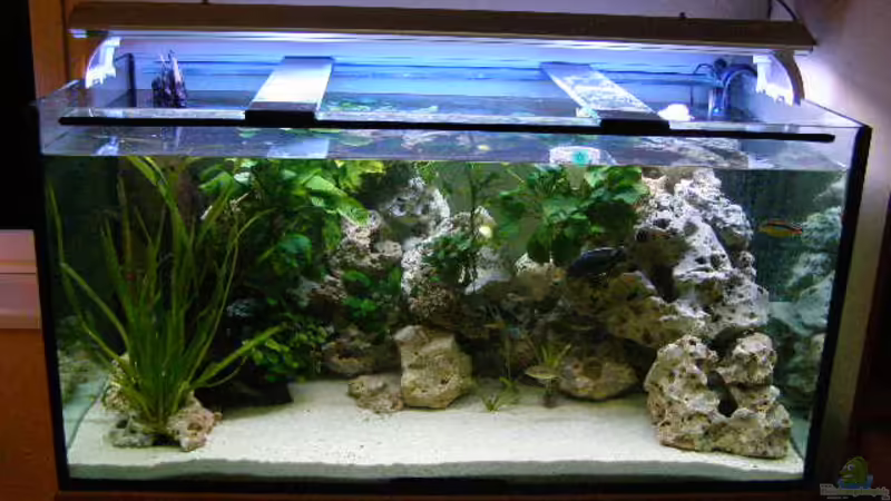 Aquarium Hauptansicht von Becken 7555 Aquarium Hauptansicht von Becken 7555