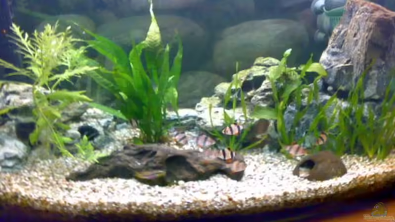 Aquarium Hauptansicht von Becken 7575 Aquarium Hauptansicht von Becken 7575