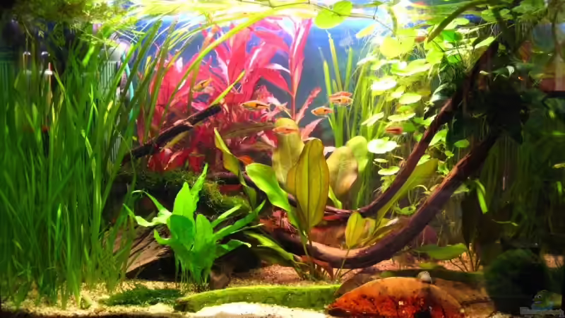 Aquarium Hauptansicht von Becken 7584 Aquarium Hauptansicht von Becken 7584