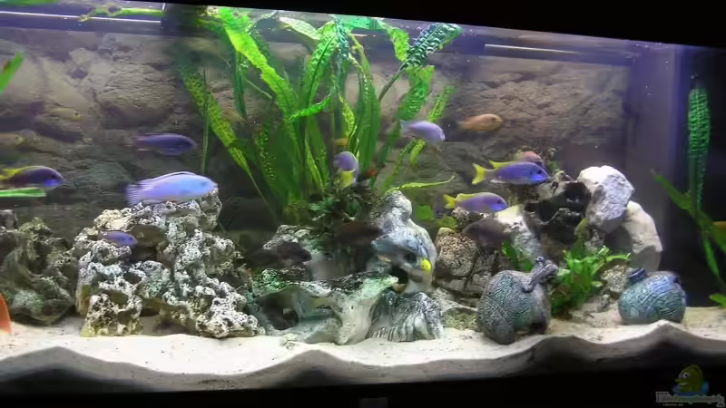 Aquarium Hauptansicht von Becken 7645 Aquarium Hauptansicht von Becken 7645