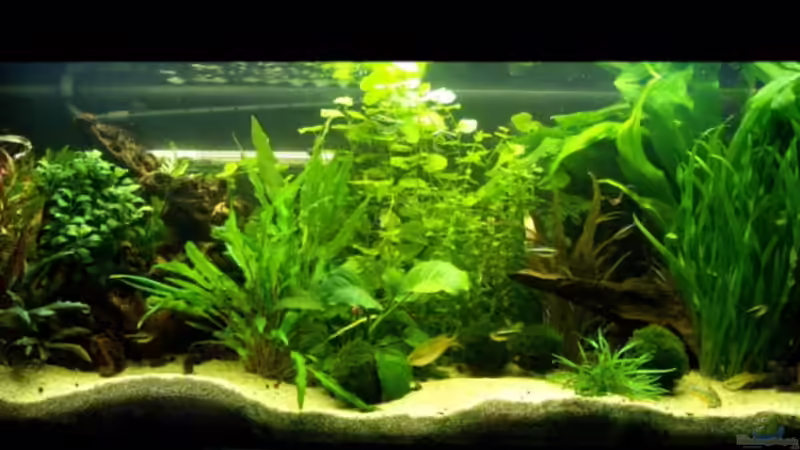 Aquarium Hauptansicht von Becken 7686 Aquarium Hauptansicht von Becken 7686