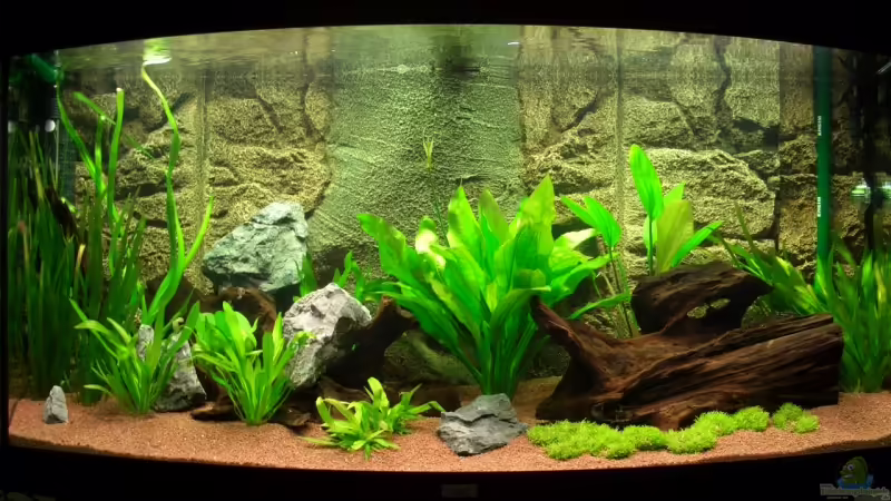 Aquarium Hauptansicht von Becken 7721 Aquarium Hauptansicht von Becken 7721