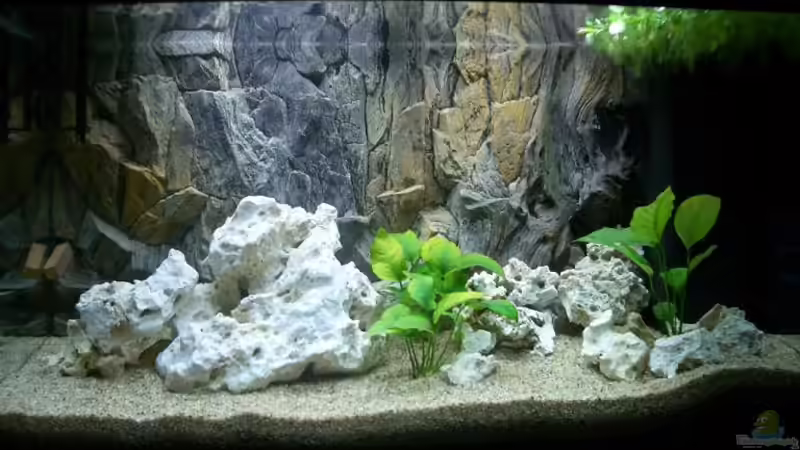 Aquarium Hauptansicht von Becken 780 Aquarium Hauptansicht von Becken 780