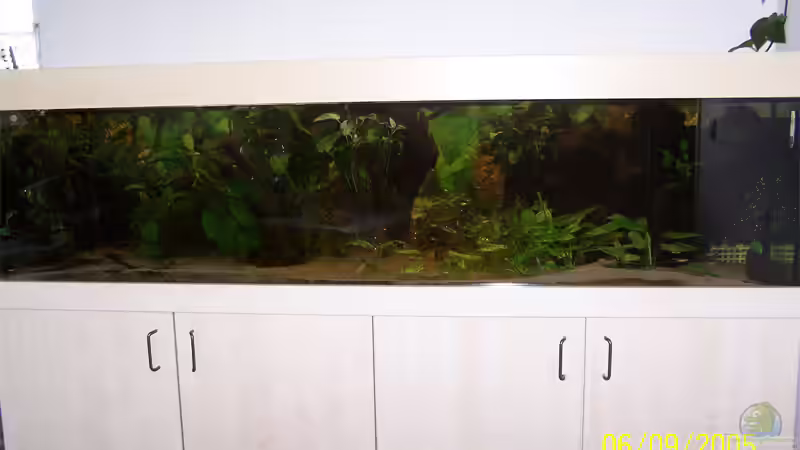 Aquarium Hauptansicht von Becken 787 Aquarium Hauptansicht von Becken 787