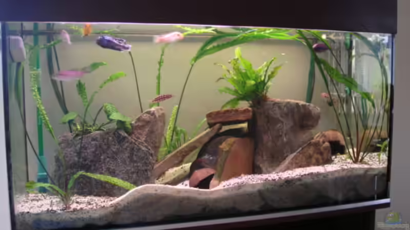 Aquarium Hauptansicht von Becken 7911 Aquarium Hauptansicht von Becken 7911