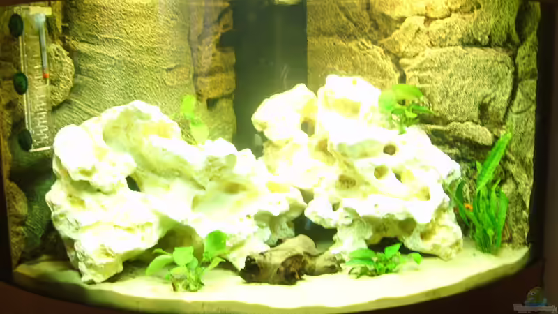 Aquarium Hauptansicht von Becken 7914 Aquarium Hauptansicht von Becken 7914