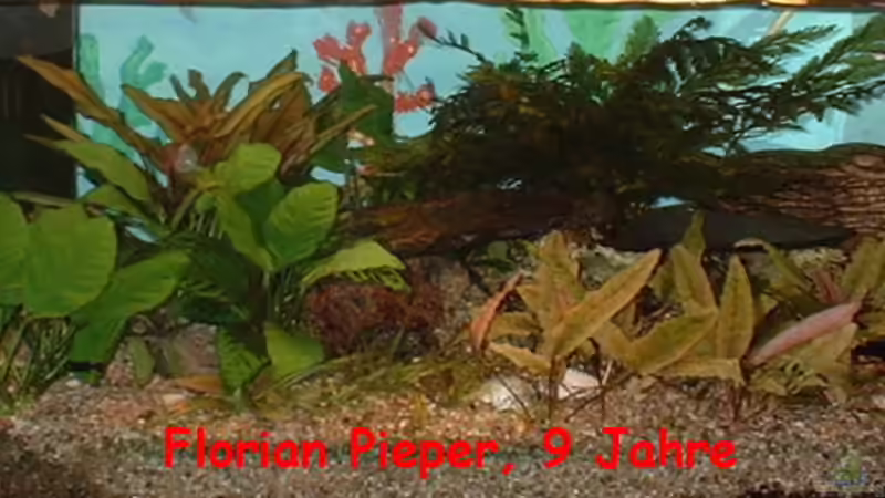 Aquarium Hauptansicht von Becken 796 Aquarium Hauptansicht von Becken 796