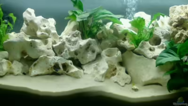 Aquarium Hauptansicht von Becken 7981 Aquarium Hauptansicht von Becken 7981