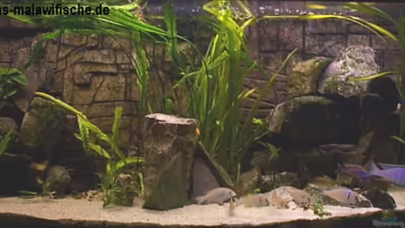 Aquarium Hauptansicht von Becken 806 Aquarium Hauptansicht von Becken 806