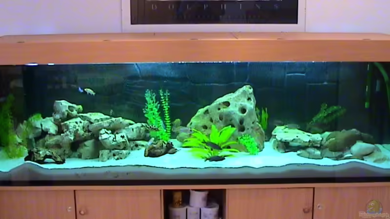 Aquarium Hauptansicht von Becken 81 Aquarium Hauptansicht von Becken 81