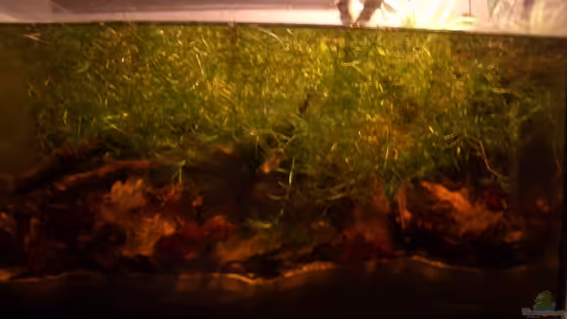 Aquarium Hauptansicht von Becken 8130 Aquarium Hauptansicht von Becken 8130