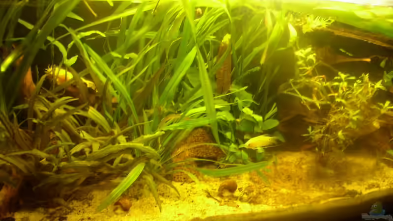 Aquarium Hauptansicht von Becken 8144 Aquarium Hauptansicht von Becken 8144