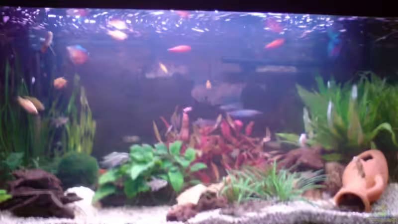 Aquarium Hauptansicht von Becken 8161 Aquarium Hauptansicht von Becken 8161