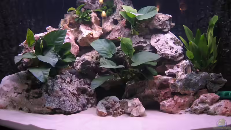 Aquarium Hauptansicht von Becken 820 Aquarium Hauptansicht von Becken 820