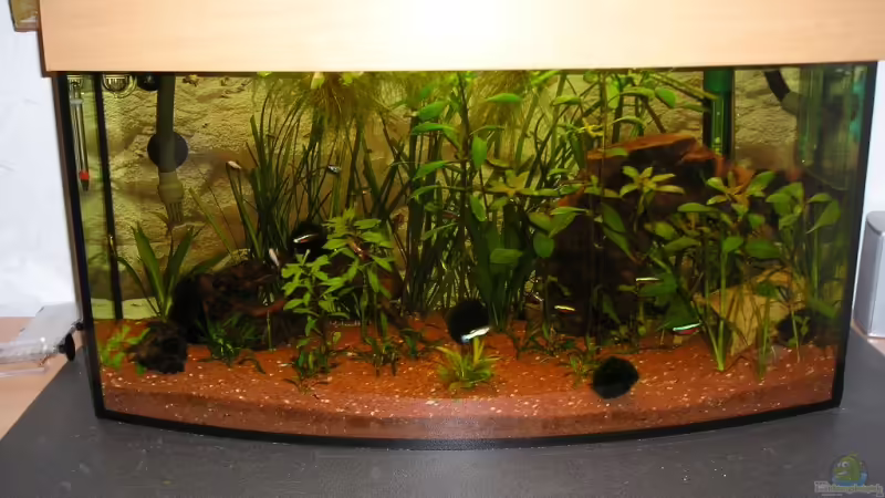 Aquarium Hauptansicht von Becken 8222 Aquarium Hauptansicht von Becken 8222