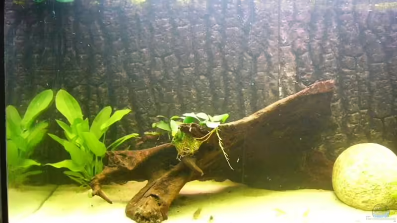 Aquarium Hauptansicht von Becken 8256 Aquarium Hauptansicht von Becken 8256