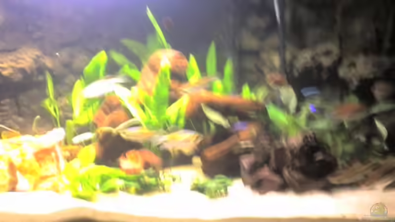 Aquarium Hauptansicht von Becken 8258 Aquarium Hauptansicht von Becken 8258