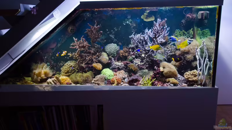 Aquarium Hauptansicht von Becken 8277 Aquarium Hauptansicht von Becken 8277