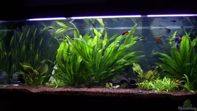 Aquarium Hauptansicht von Becken 830 Aquarium Hauptansicht von Becken 830