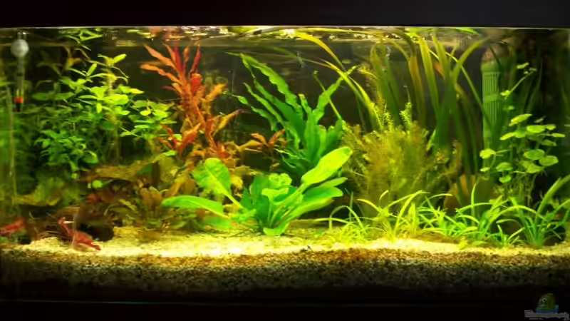 Aquarium Hauptansicht von Becken 8323 Aquarium Hauptansicht von Becken 8323