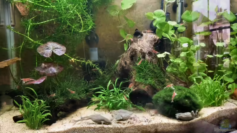 Aquarium Hauptansicht von Becken 8344 Aquarium Hauptansicht von Becken 8344