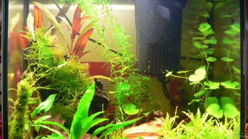 Aquarium Hauptansicht von Becken 8361 Aquarium Hauptansicht von Becken 8361