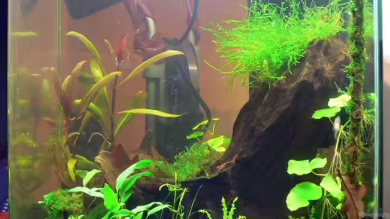 Aquarium Hauptansicht von Becken 8362 Aquarium Hauptansicht von Becken 8362