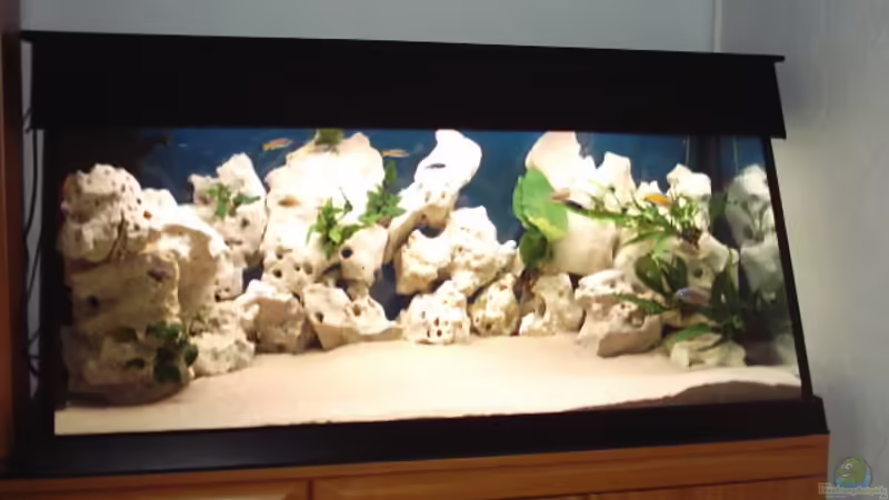 Aquarium Hauptansicht von Becken 839 Aquarium Hauptansicht von Becken 839