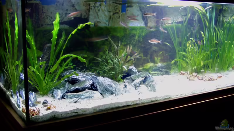 Aquarium Hauptansicht von Becken 840 Aquarium Hauptansicht von Becken 840