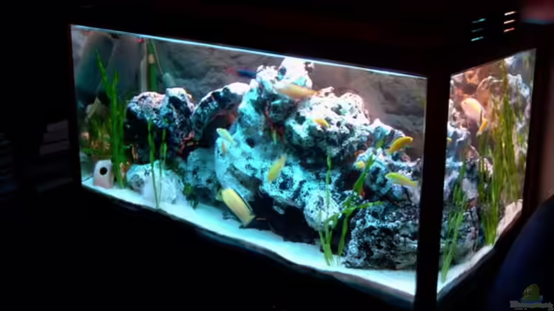 Aquarium Hauptansicht von Becken 842 Aquarium Hauptansicht von Becken 842